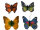 Donauklammer, messing, Motiv Schmetterling, 2 Stück